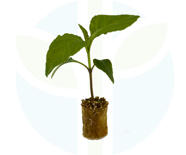 web-TRC31730_ST (8) - edit